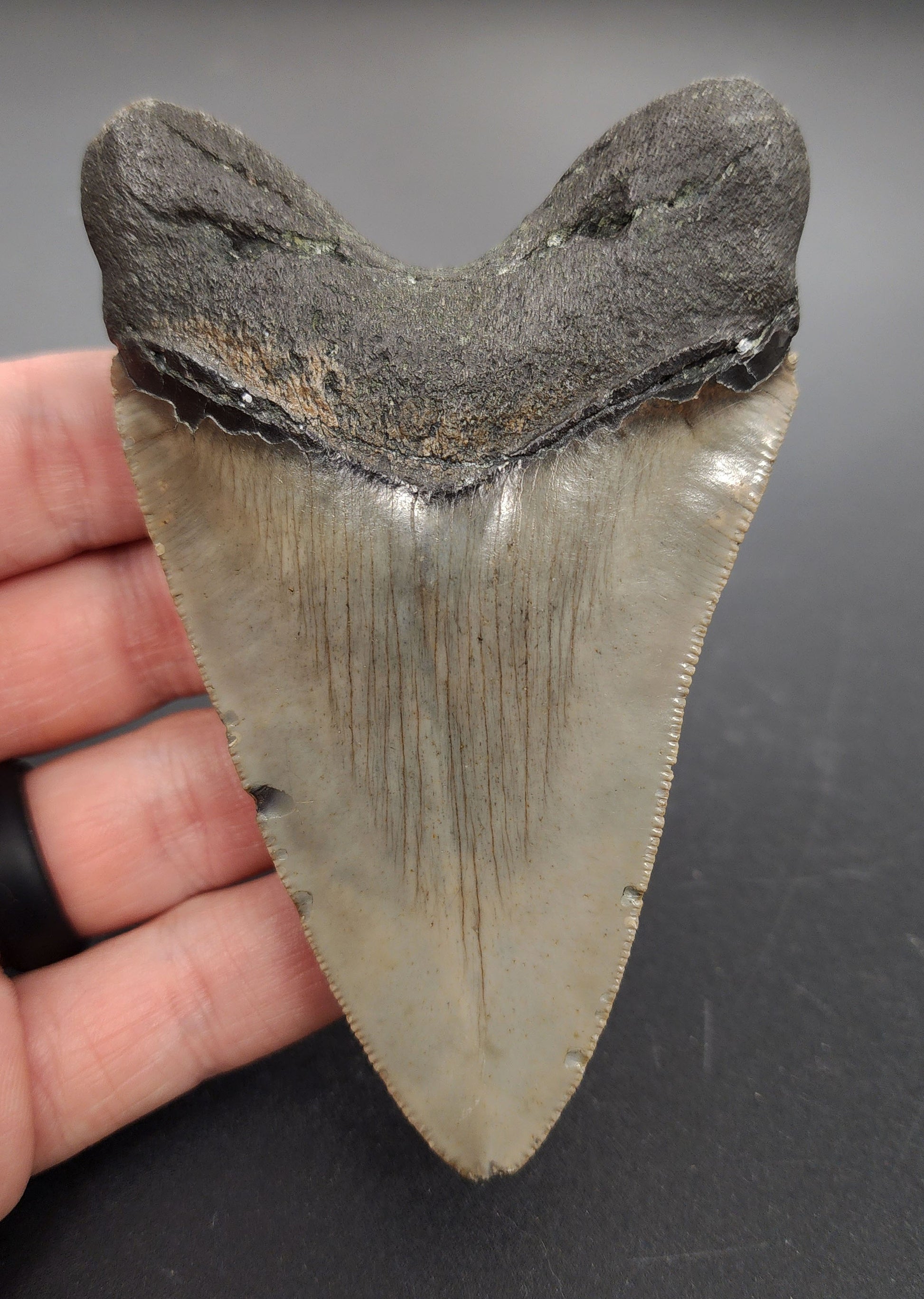 Authentic 4.05 inch Megalodon tooth “Meg‑Ledge” – angled side view highlighting blade curvature, root structure, and subtle natural coloration