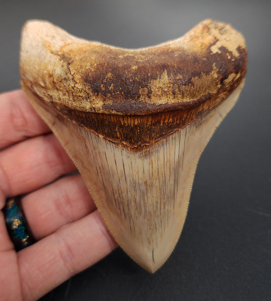 4.12 inch fossil Megalodon tooth from Indonesia – full front view showcasing sharp serrations and dark enamel surface
