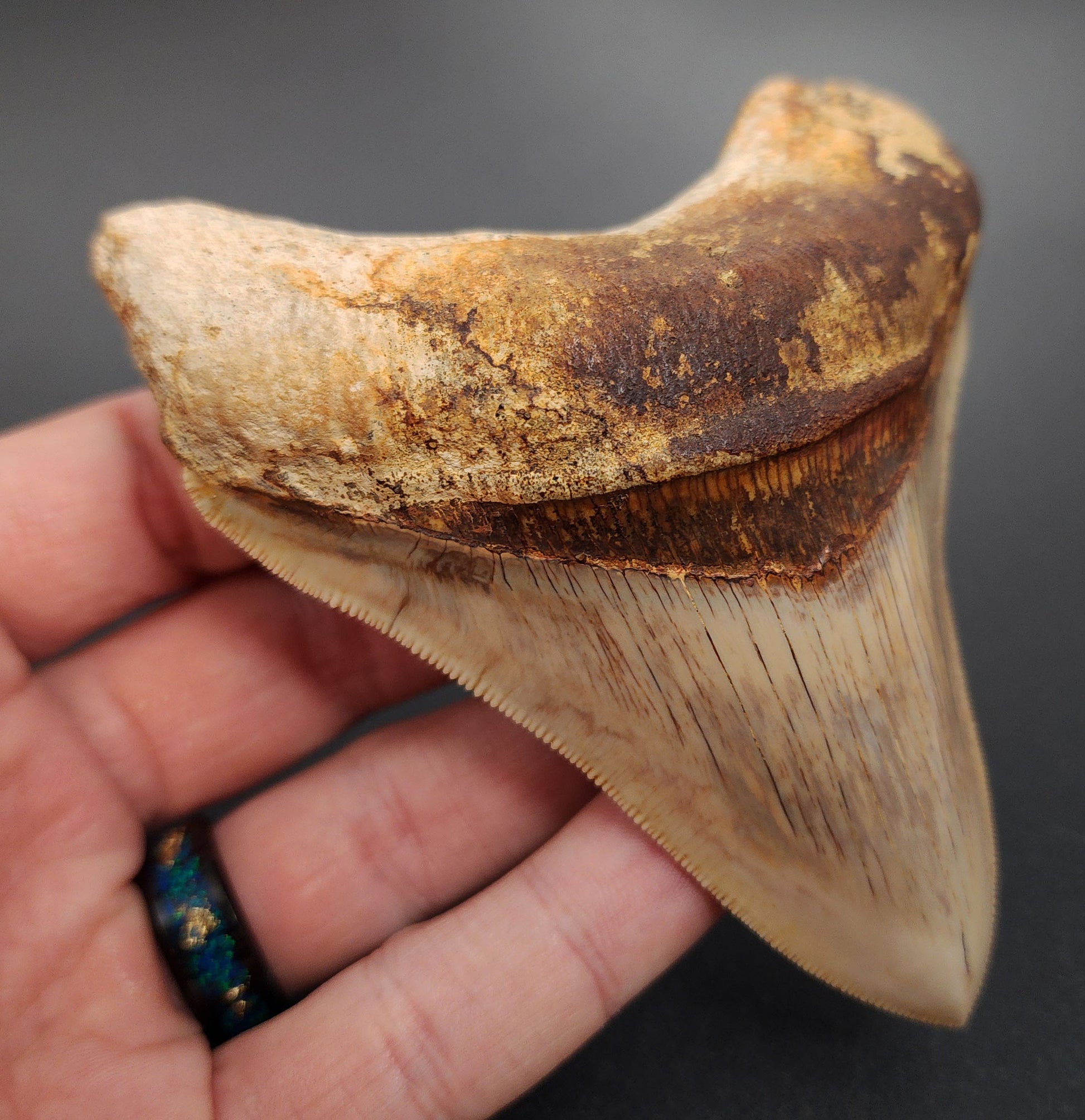 Collector‑quality 4.12 inch Megalodon tooth – angled rear view highlighting bourrelet and well-preserved root