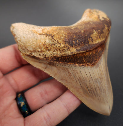 Collector‑quality 4.12 inch Megalodon tooth – angled rear view highlighting bourrelet and well-preserved root