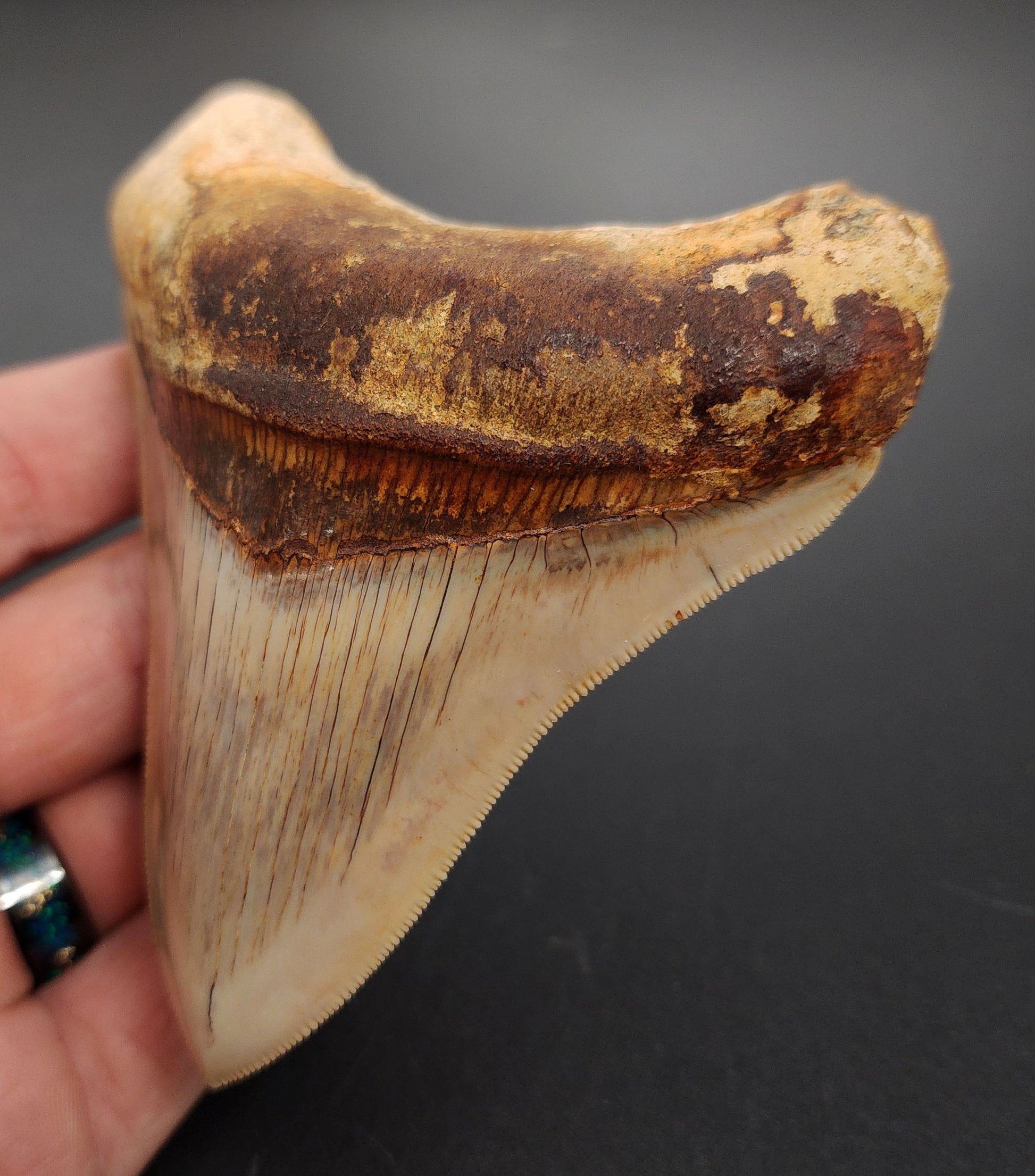 4.12 inch Indonesian Megalodon tooth fossil – close‑up of pointed tip, enamel texture, and natural coloration