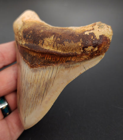 4.12 inch Indonesian Megalodon tooth fossil – close‑up of pointed tip, enamel texture, and natural coloration