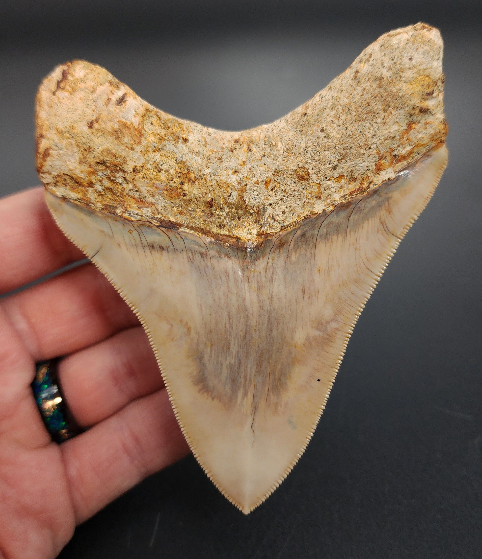 Authentic 4.12 inch Megalodon tooth – profile shot emphasizing blade thickness, root scalloping, and enamel gloss