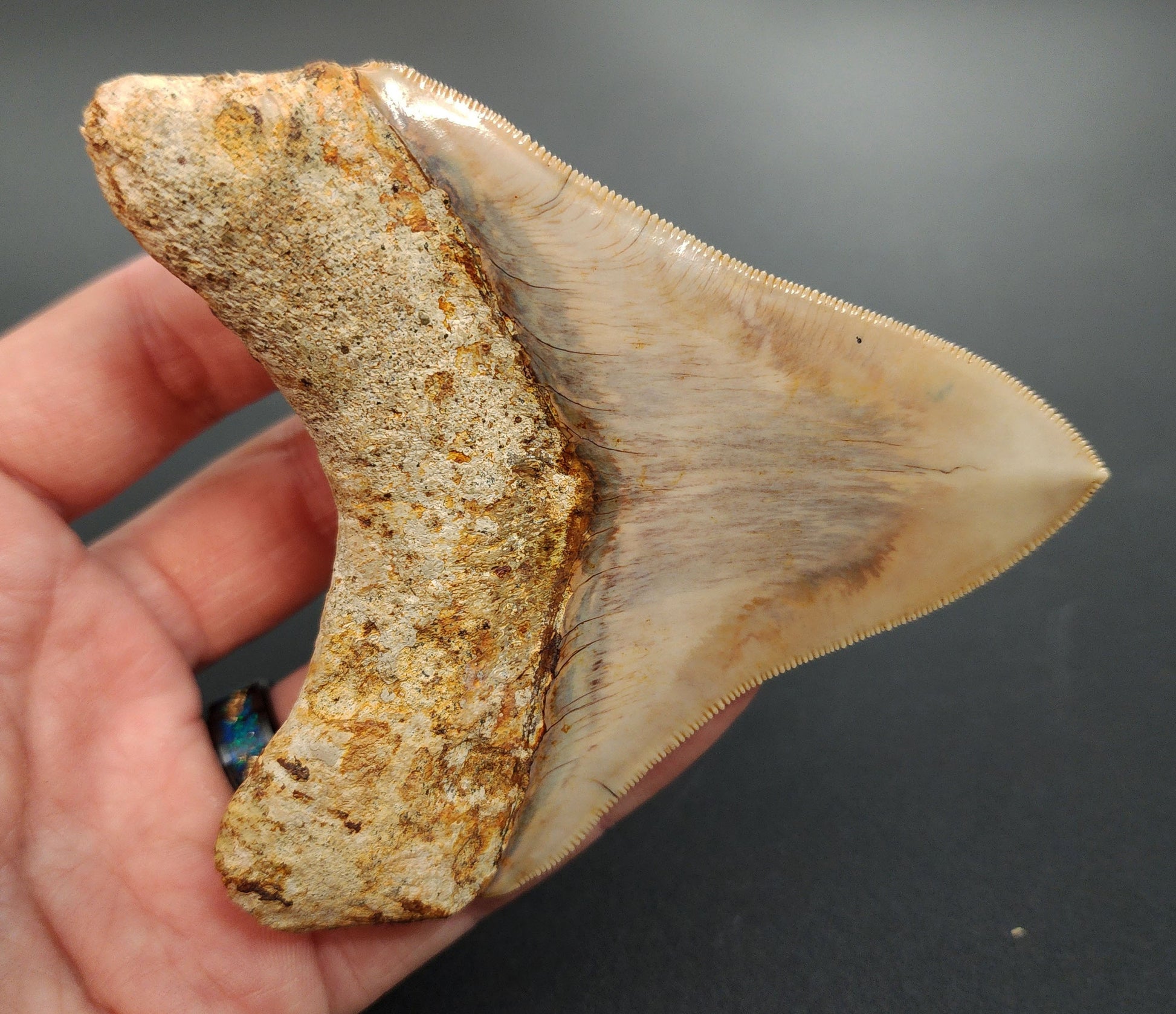 Macro image of 4.12 inch Megalodon tooth from Indonesia – detailed serration edge, enamel sheen, and wear patterns