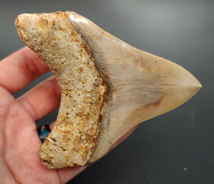 Macro image of 4.12 inch Megalodon tooth from Indonesia – detailed serration edge, enamel sheen, and wear patterns