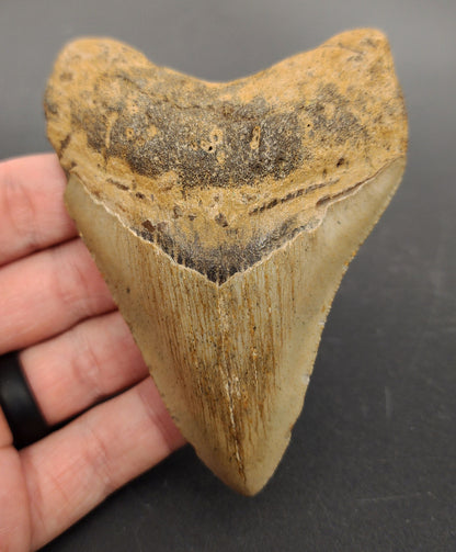 4.12 inch Megalodon tooth “Meg‑Ledge” – front view showcasing fine serrations, smooth enamel, and intact bourrelet