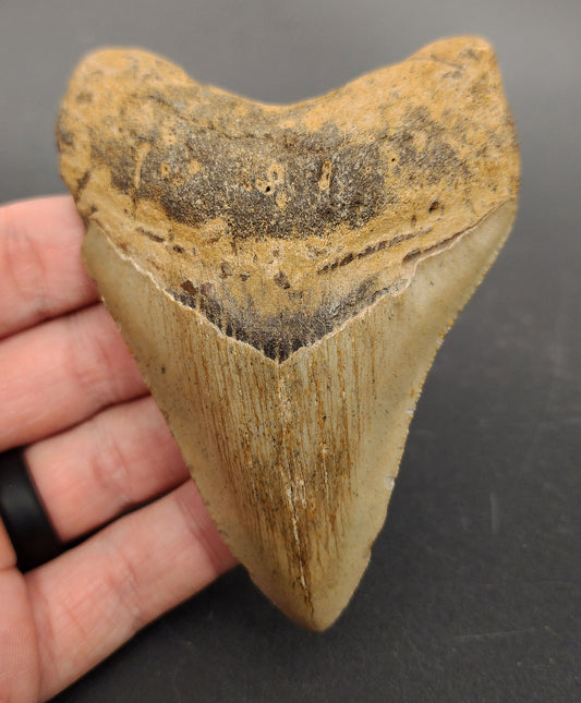 4.12 inch Megalodon tooth “Meg‑Ledge” – front view showcasing fine serrations, smooth enamel, and intact bourrelet