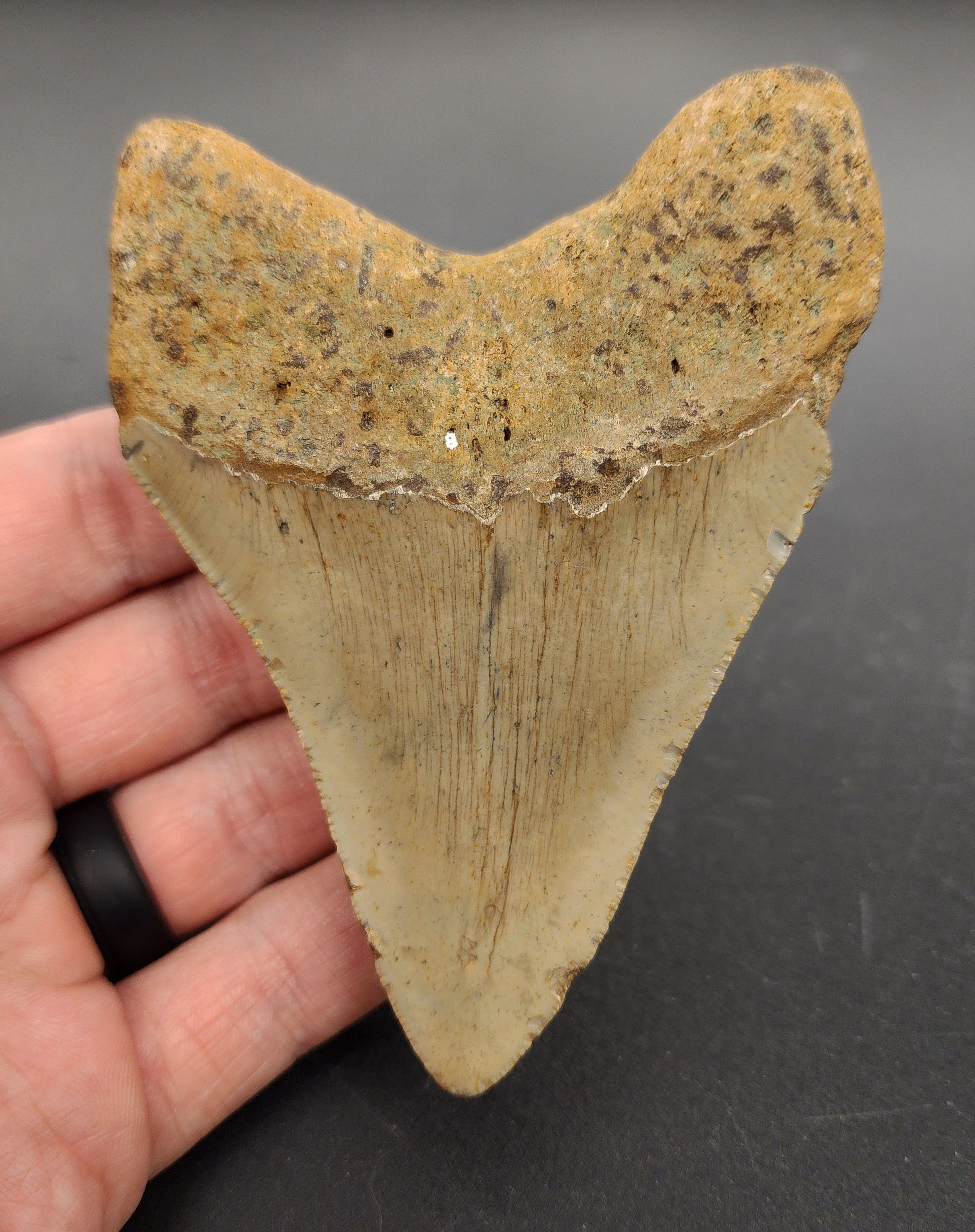 Authentic 4.12 inch Megalodon tooth “Meg‑Ledge” – angled side view highlighting blade thickness, root detail, and natural coloration