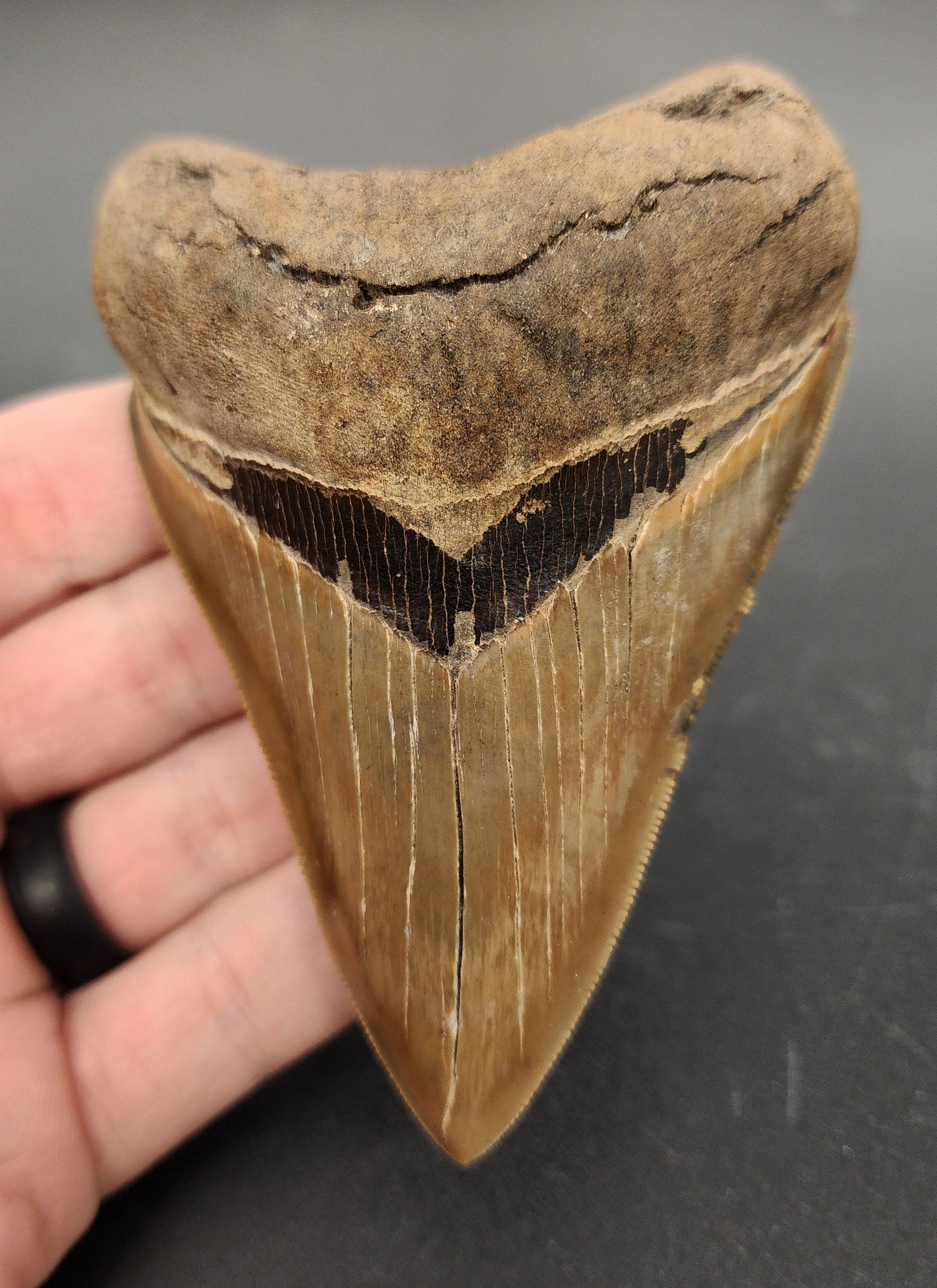 4.15 inch Megalodon tooth from Savannah, Georgia – full front view showing serrated edges, enamel shine, and broad triangular crown