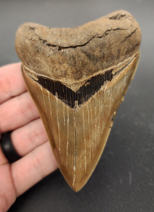 4.15 inch Megalodon tooth from Savannah, Georgia – full front view showing serrated edges, enamel shine, and broad triangular crown