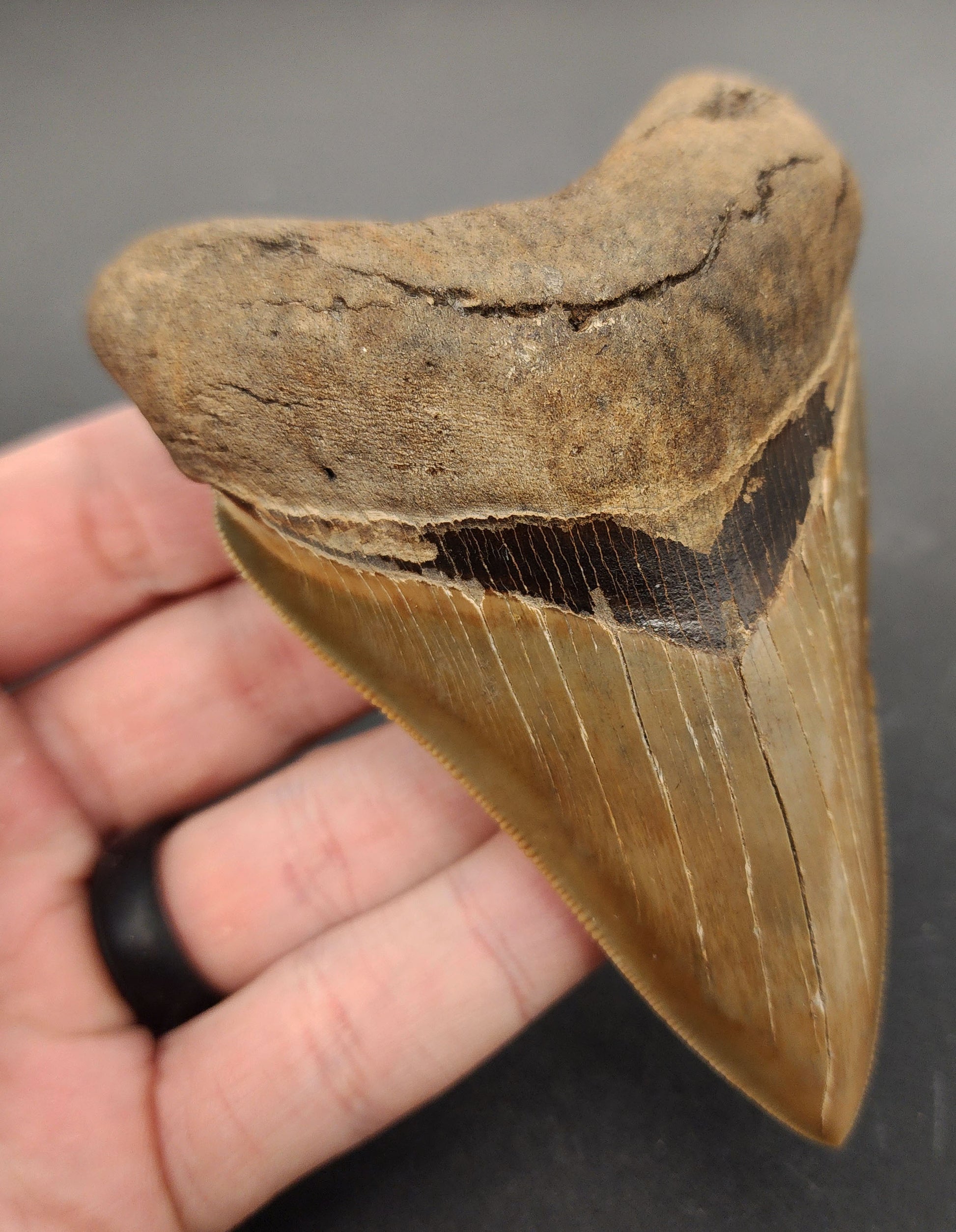 Authentic 4.15 inch Georgia Megalodon tooth – angled side profile highlighting bourrelet, root thickness, and natural color variations