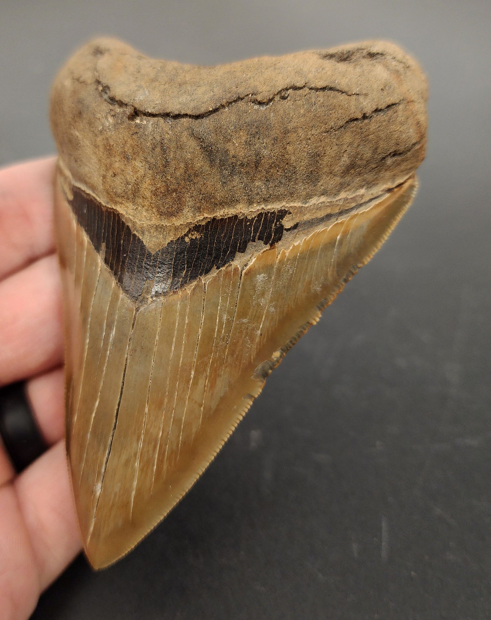 Close-up macro of 4.15 inch Georgia Megalodon tooth serrations and enamel detail, showing sharp teeth edges and texture