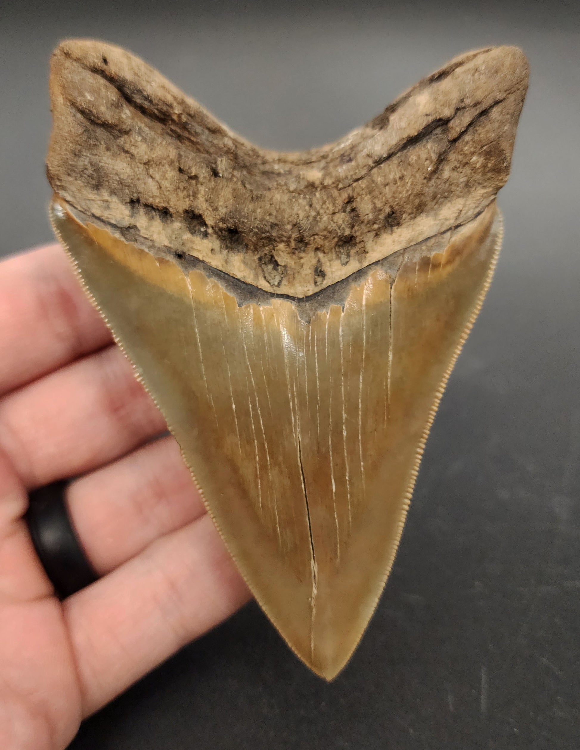 High-quality Megalodon tooth from Georgia – rear view exposing root lobes and surface enamel gradient