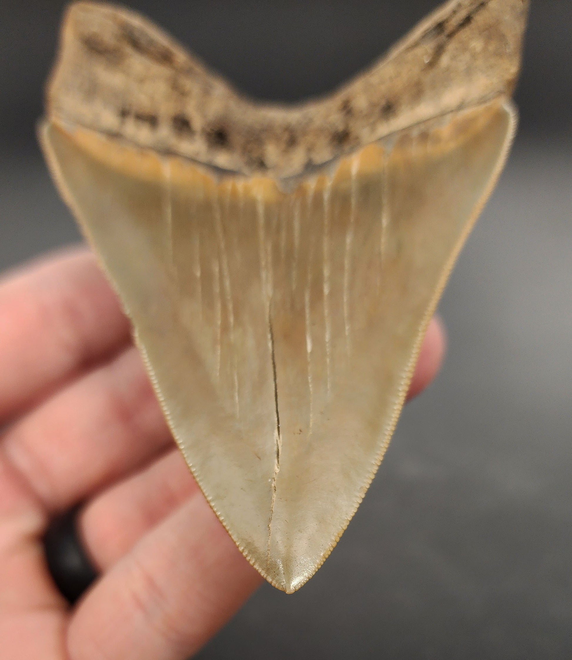 Collector-grade 4.15 inch Megalodon tooth – side view showcasing blade curvature, bourrelet transition, and organic patina