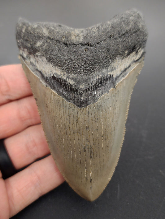 4.15 inch fossil Megalodon tooth “Meg‑Ledge” – front view showing sharp serrations, intact root, and natural enamel sheen