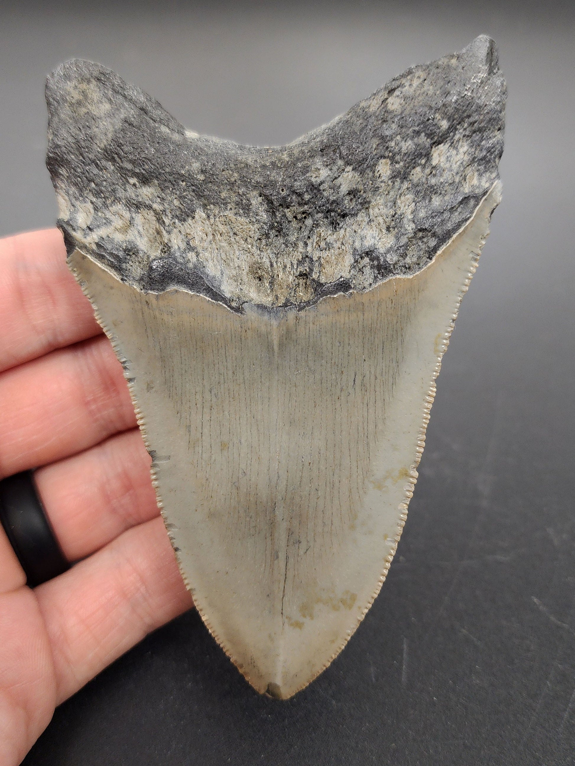 Authentic 4.15 inch Megalodon tooth “Meg‑Ledge” – side profile highlighting tooth curvature, bourrelet band, and subtle coloration