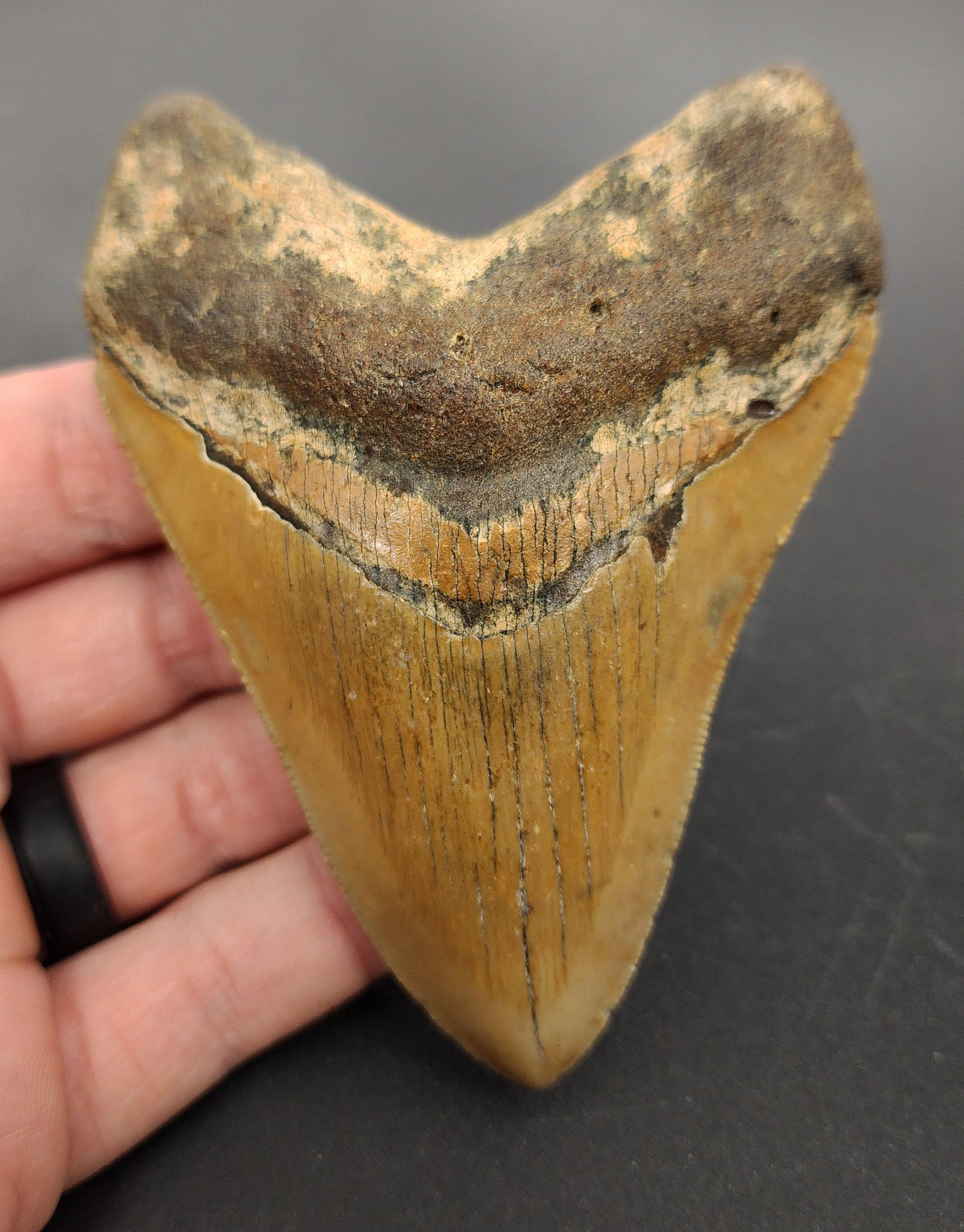 4.18 inch fossil Megalodon tooth “Meg‑Ledge” – front view displaying sharp serrations, enamel sheen, and intact root