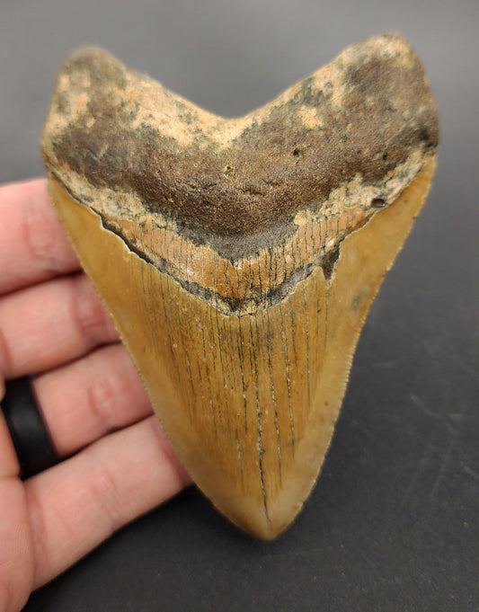 4.18 inch fossil Megalodon tooth “Meg‑Ledge” – front view displaying sharp serrations, enamel sheen, and intact root