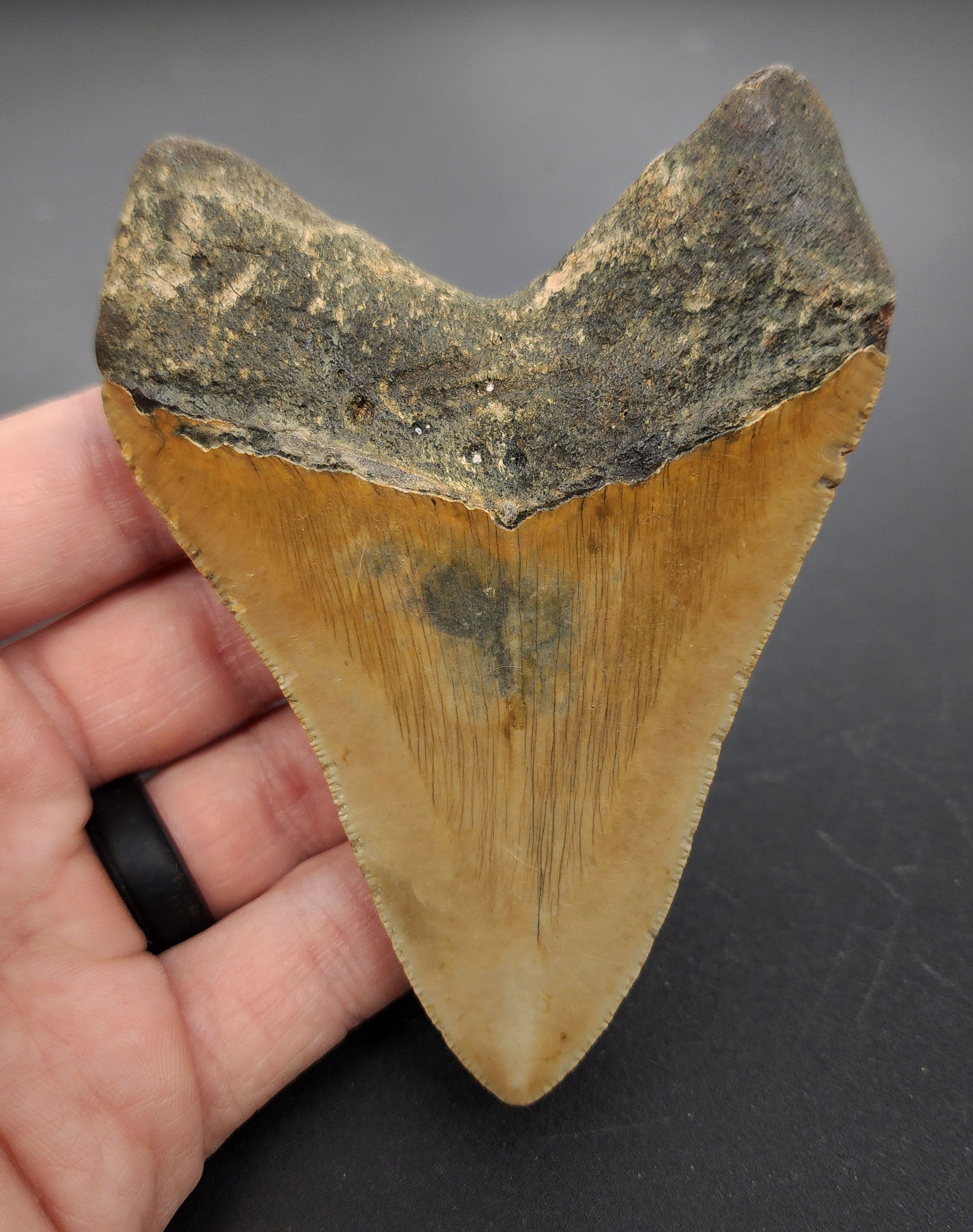 Authentic 4.18 inch Megalodon tooth “Meg‑Ledge” – angled profile view highlighting blade thickness, bourrelet, and natural color variation