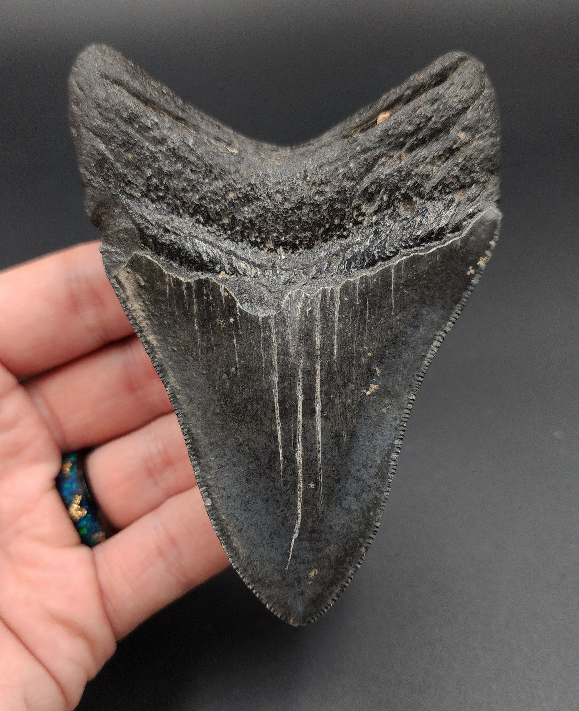 Close-up detail of serrations on 4.18-inch Megalodon tooth fossil from South Carolina