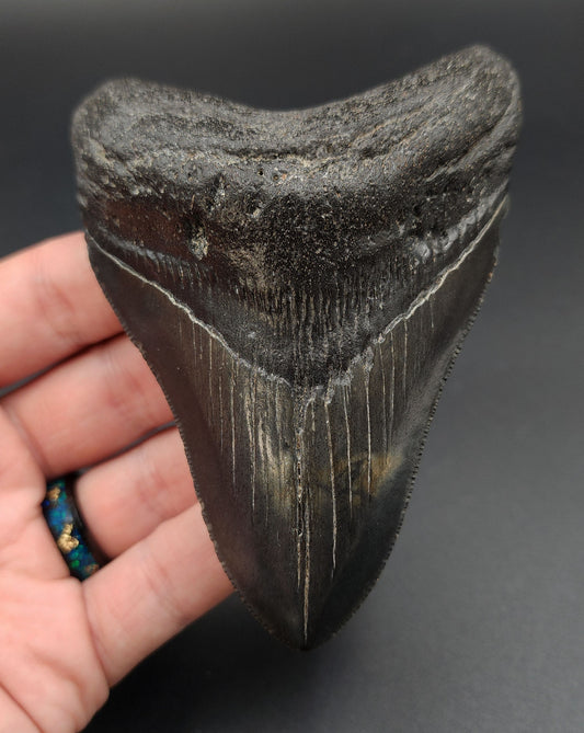 Authentic 4.18-inch Megalodon tooth fossil from South Carolina – full front view