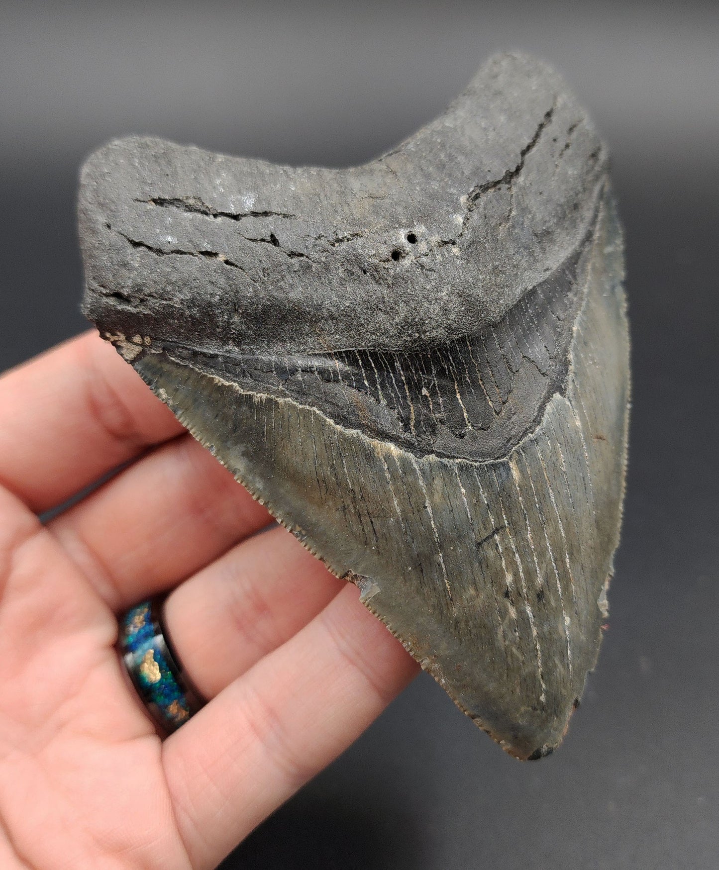 Back view of 4.18-inch Megalodon tooth from Venice, Florida