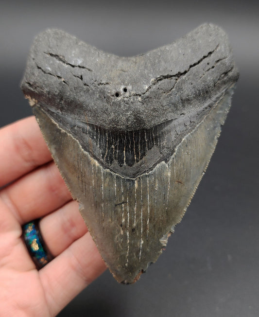 Authentic 4.18-inch Megalodon tooth fossil from Venice, Florida – full front view
