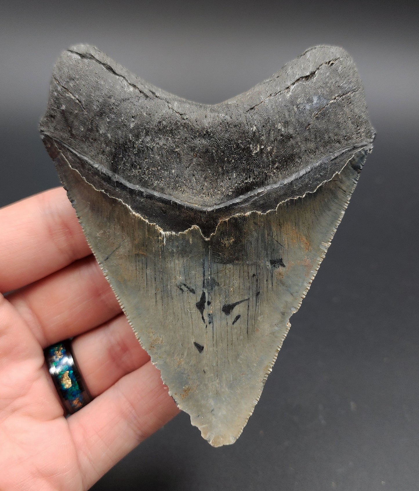 4.18-inch Megalodon tooth from Venice, Florida shown with scale for size reference