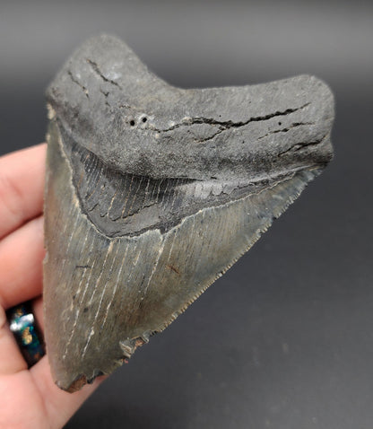 Close-up of serrated edge on 4.18-inch Megalodon tooth fossil from Venice, Florida