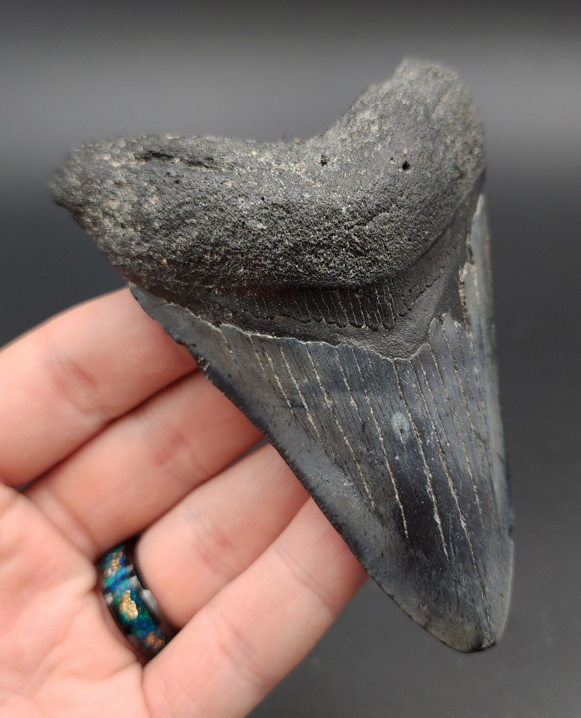 Back view of 4.19-inch Megalodon tooth from Venice, Florida