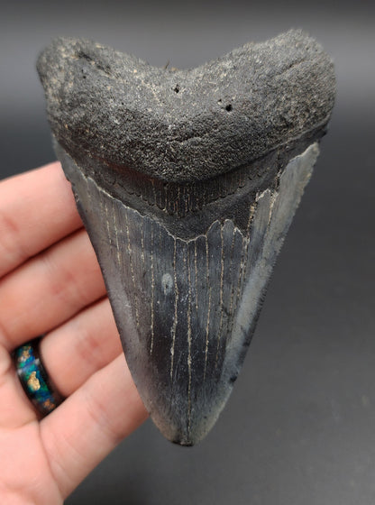 Authentic 4.19-inch Megalodon tooth fossil from Venice, Florida – front view