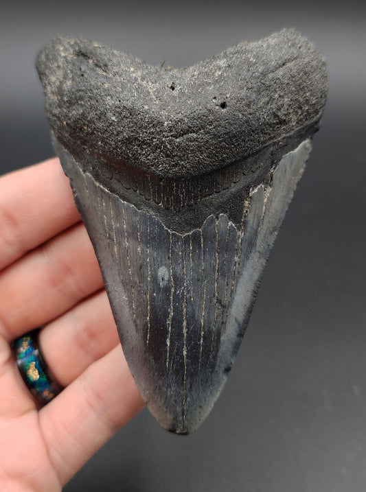 Authentic 4.19-inch Megalodon tooth fossil from Venice, Florida – front view