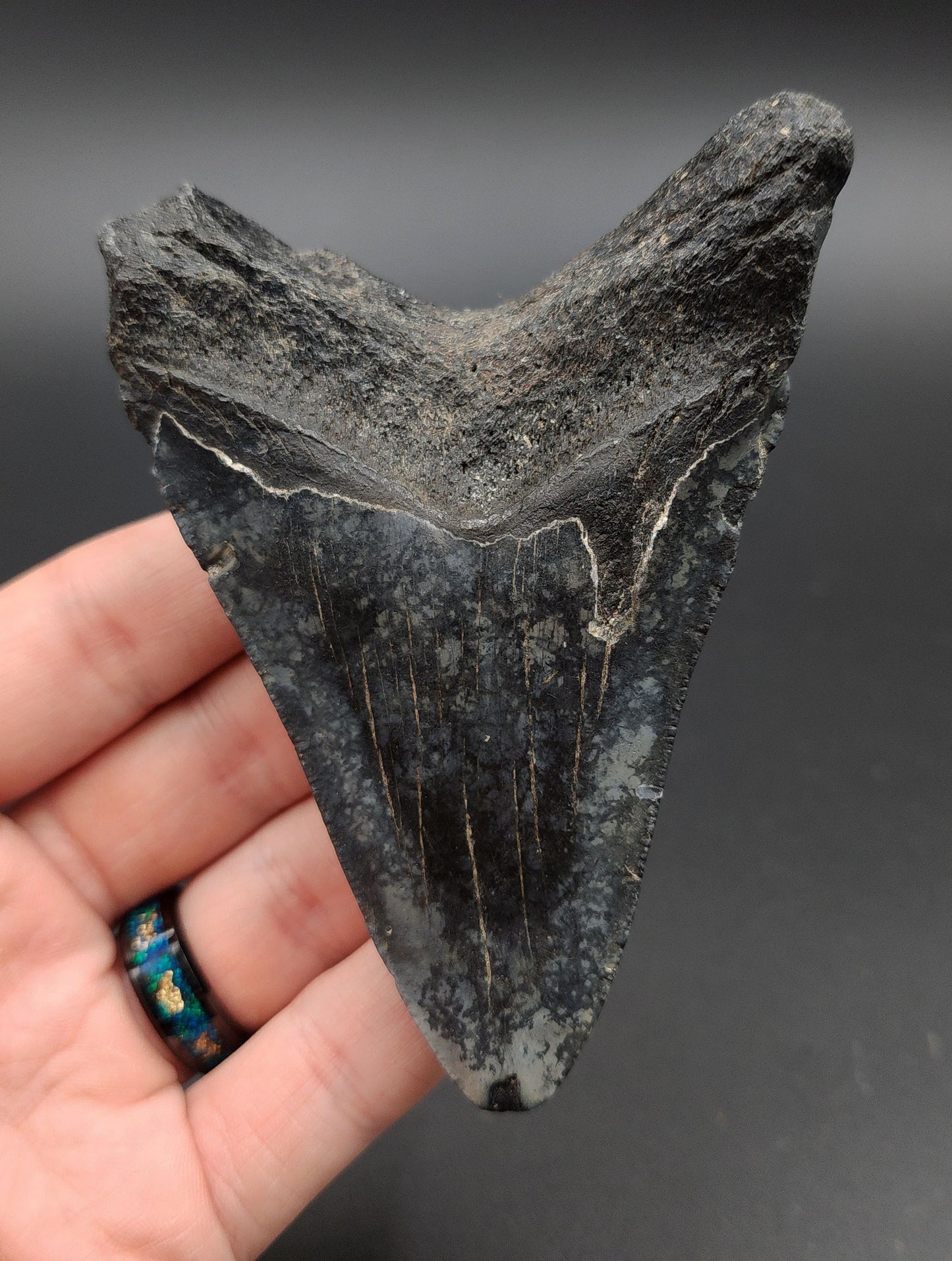 4.19-inch Megalodon tooth from Venice, Florida shown with scale for size reference
