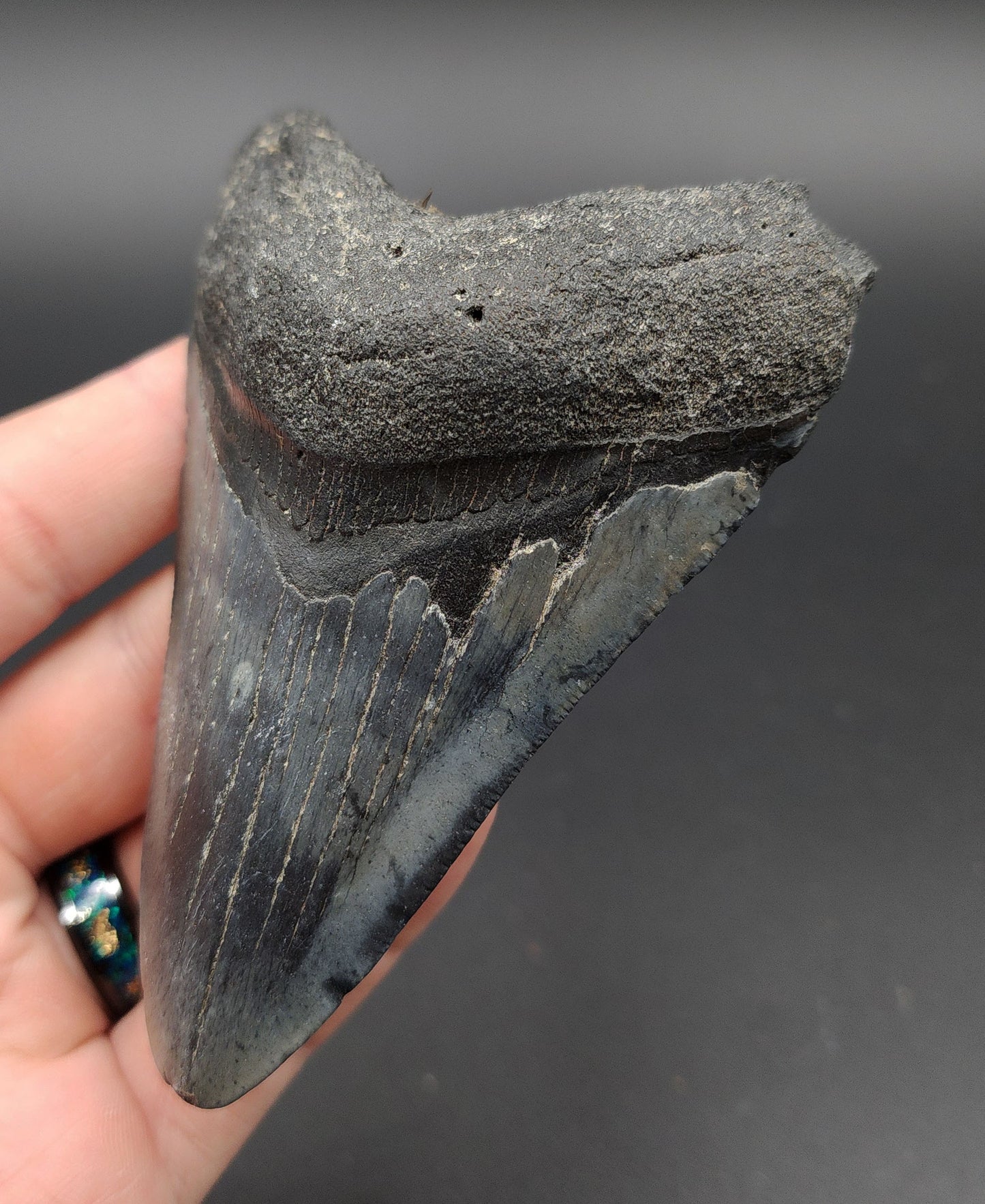 Close-up of serrated edge on 4.19-inch Megalodon tooth fossil from Venice, Florida