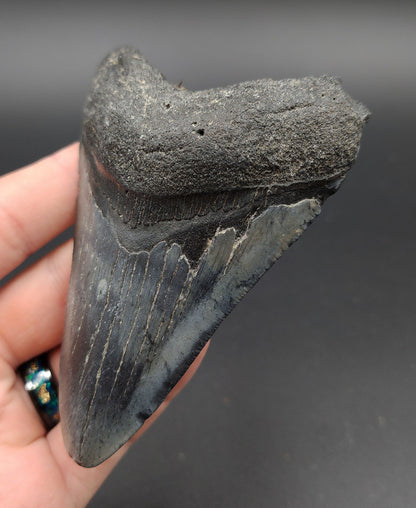 Close-up of serrated edge on 4.19-inch Megalodon tooth fossil from Venice, Florida