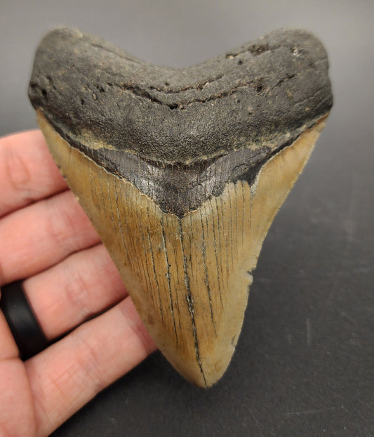 4.20 inch fossil Megalodon tooth “Meg‑Ledge” – front view showcasing sharp serrations, glossy enamel surface, and intact root lobes
