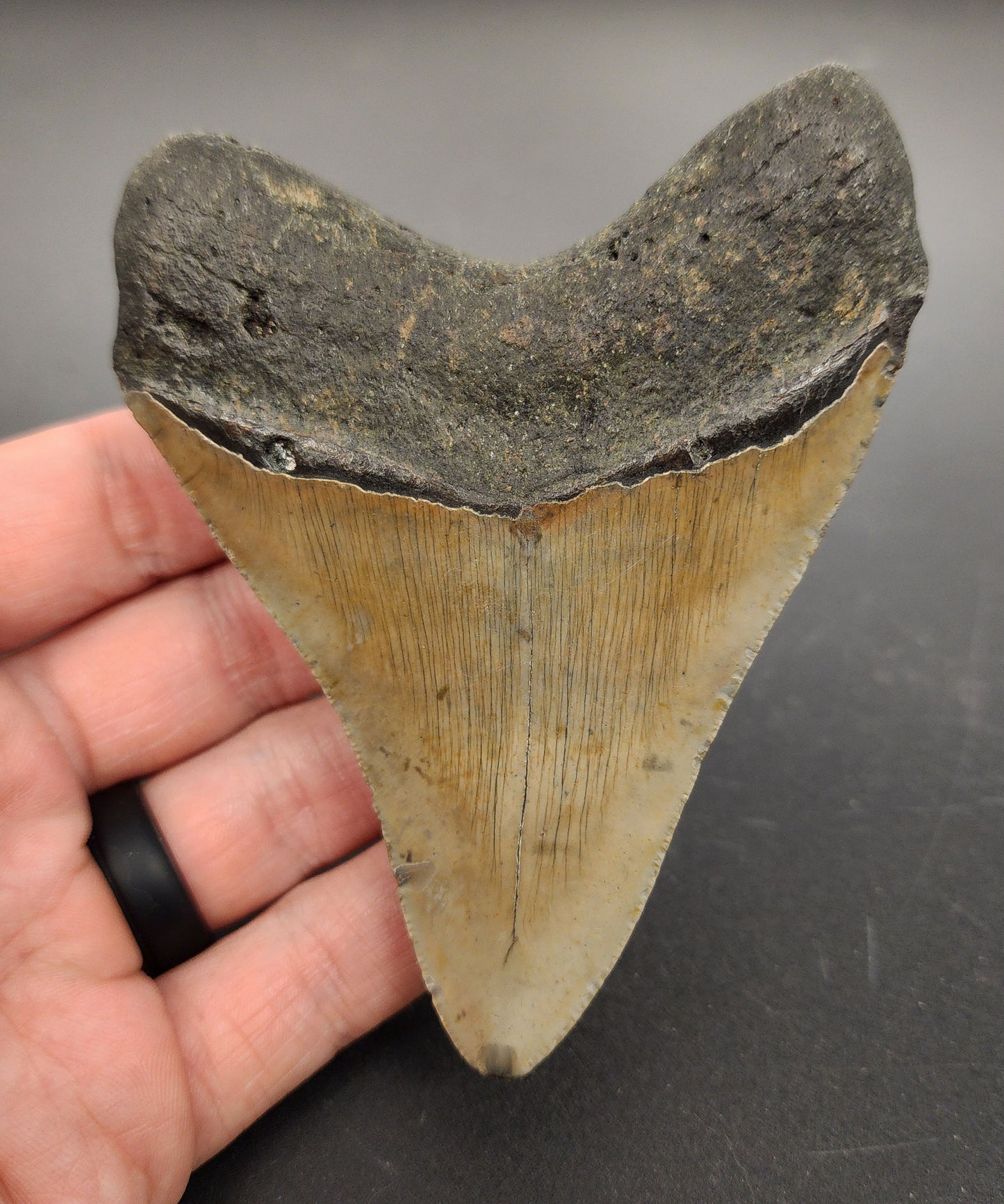 Authentic 4.20 inch Megalodon tooth “Meg‑Ledge” – angled side view highlighting bourrelet band, blade curvature, and natural coloration gradient