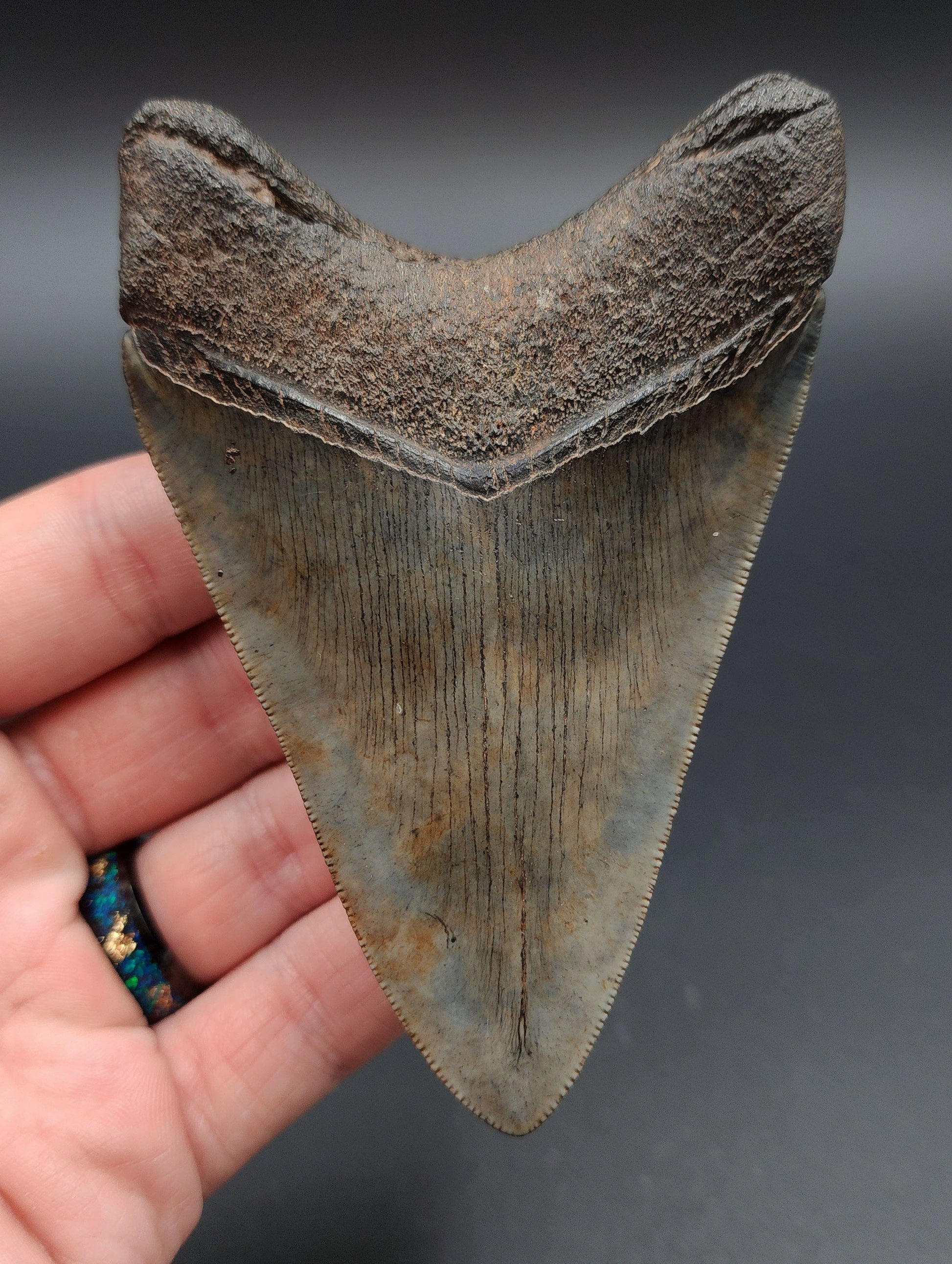 Back view of 4.23‑inch Megalodon tooth fossil from Georgia