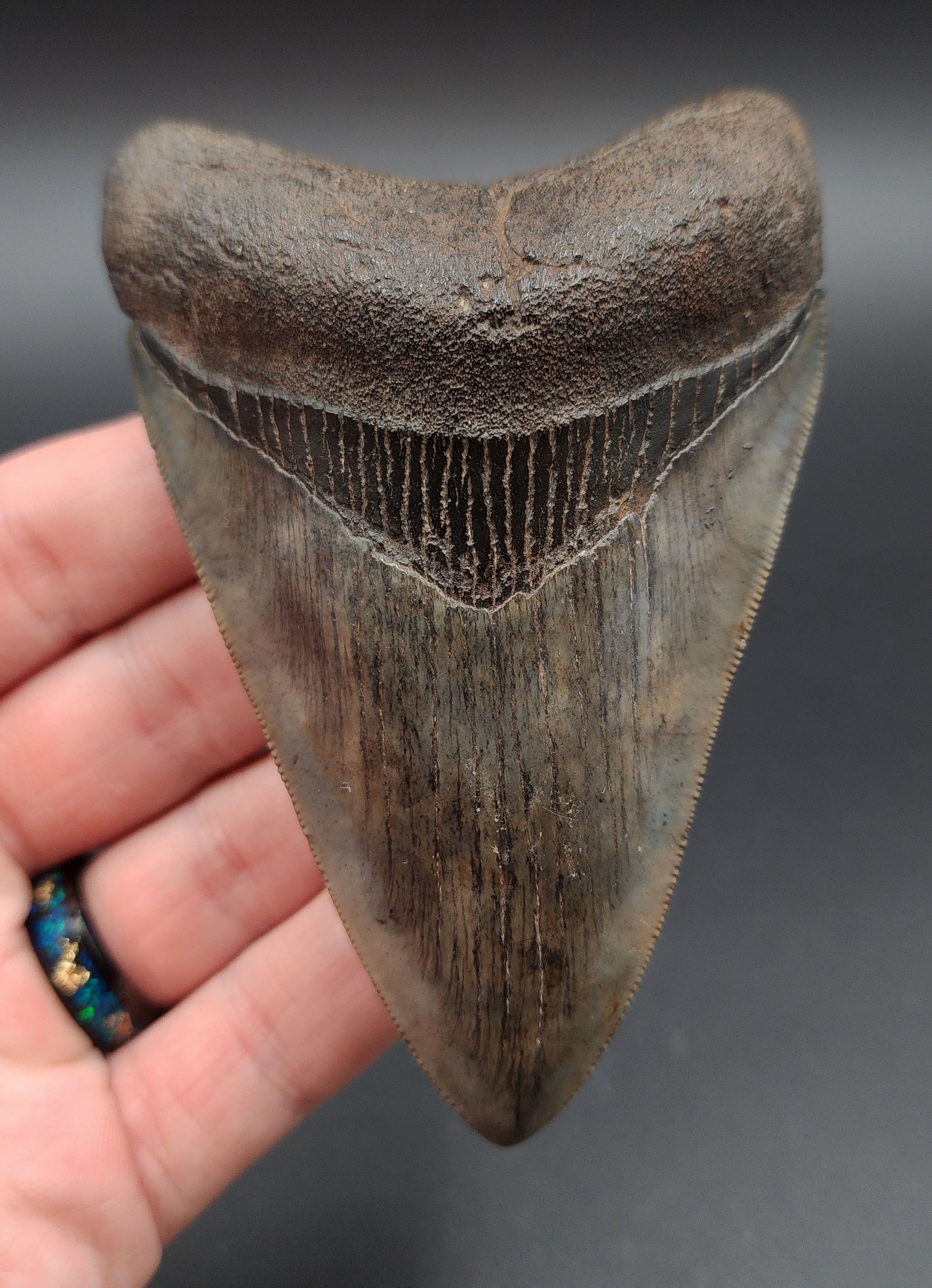 Collector-quality 4.23‑inch Megalodon tooth fossil from Georgia – full front view
