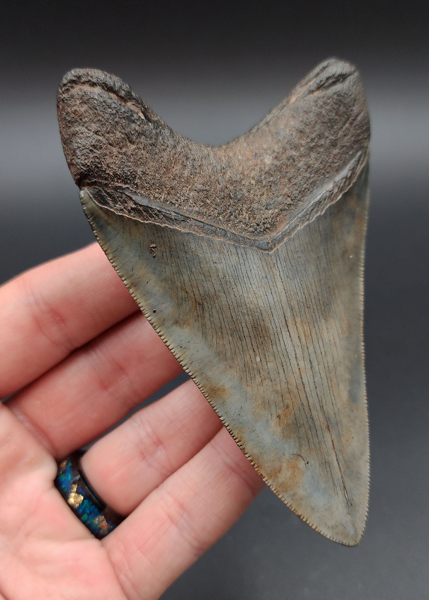 Detailed view of root and bourlette on 4.23‑inch Megalodon tooth from Georgia