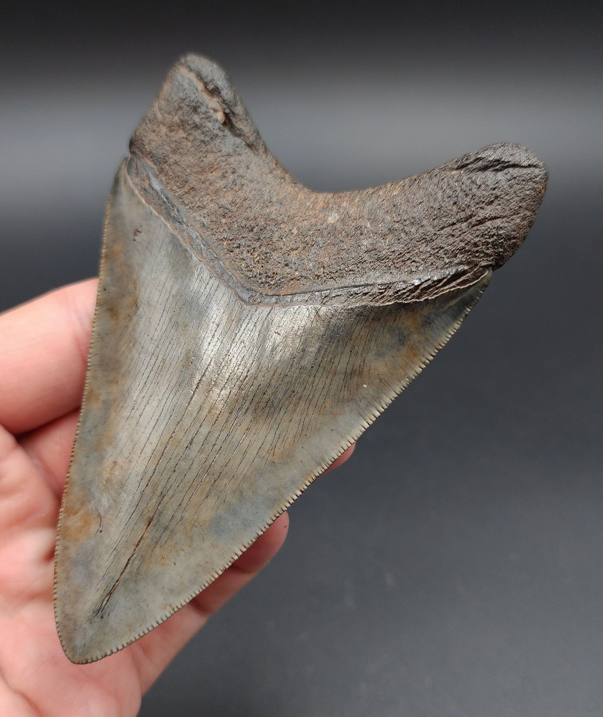 4.23‑inch collector-quality Megalodon tooth fossil from Georgia shown with scale for size reference