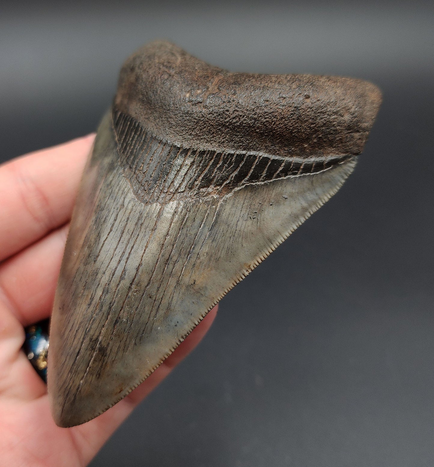 Close-up of serrated edge on 4.23‑inch Megalodon tooth fossil from Georgia