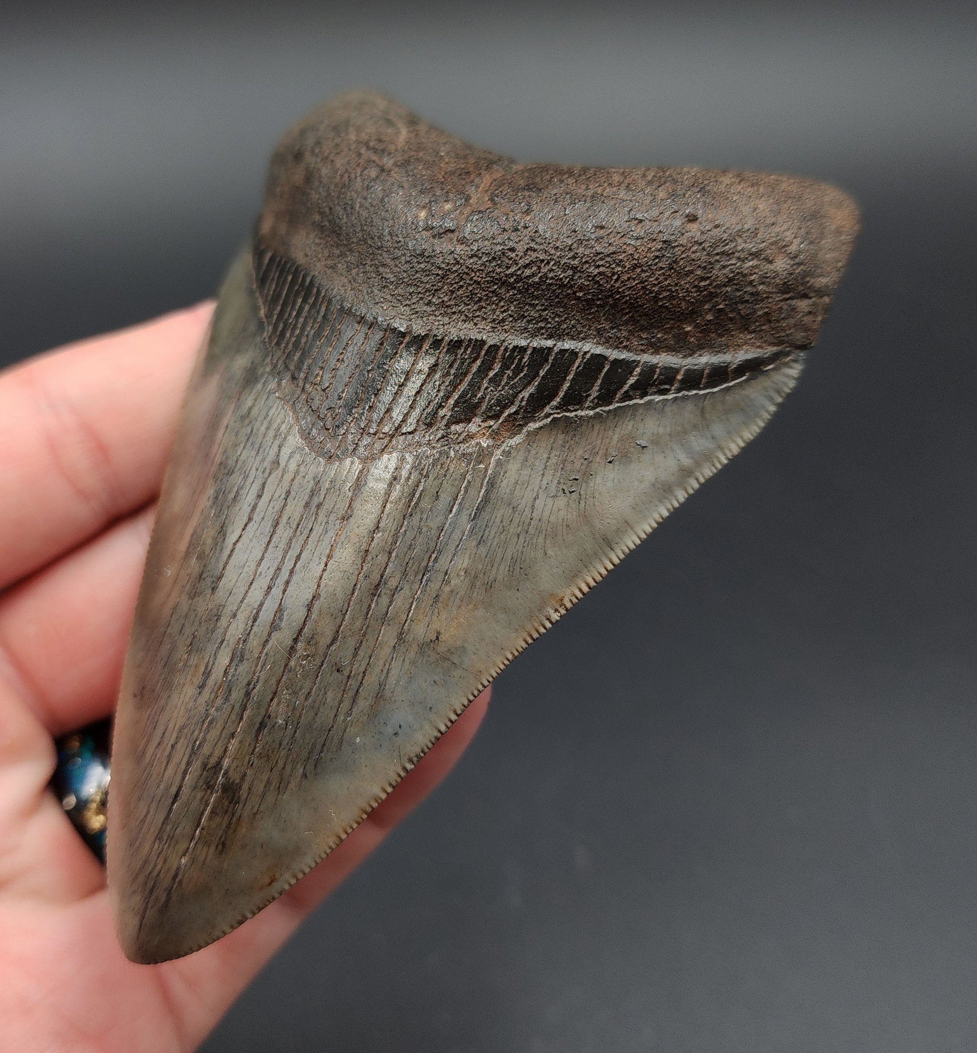 Close-up of serrated edge on 4.23‑inch Megalodon tooth fossil from Georgia