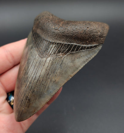 Close-up of serrated edge on 4.23‑inch Megalodon tooth fossil from Georgia