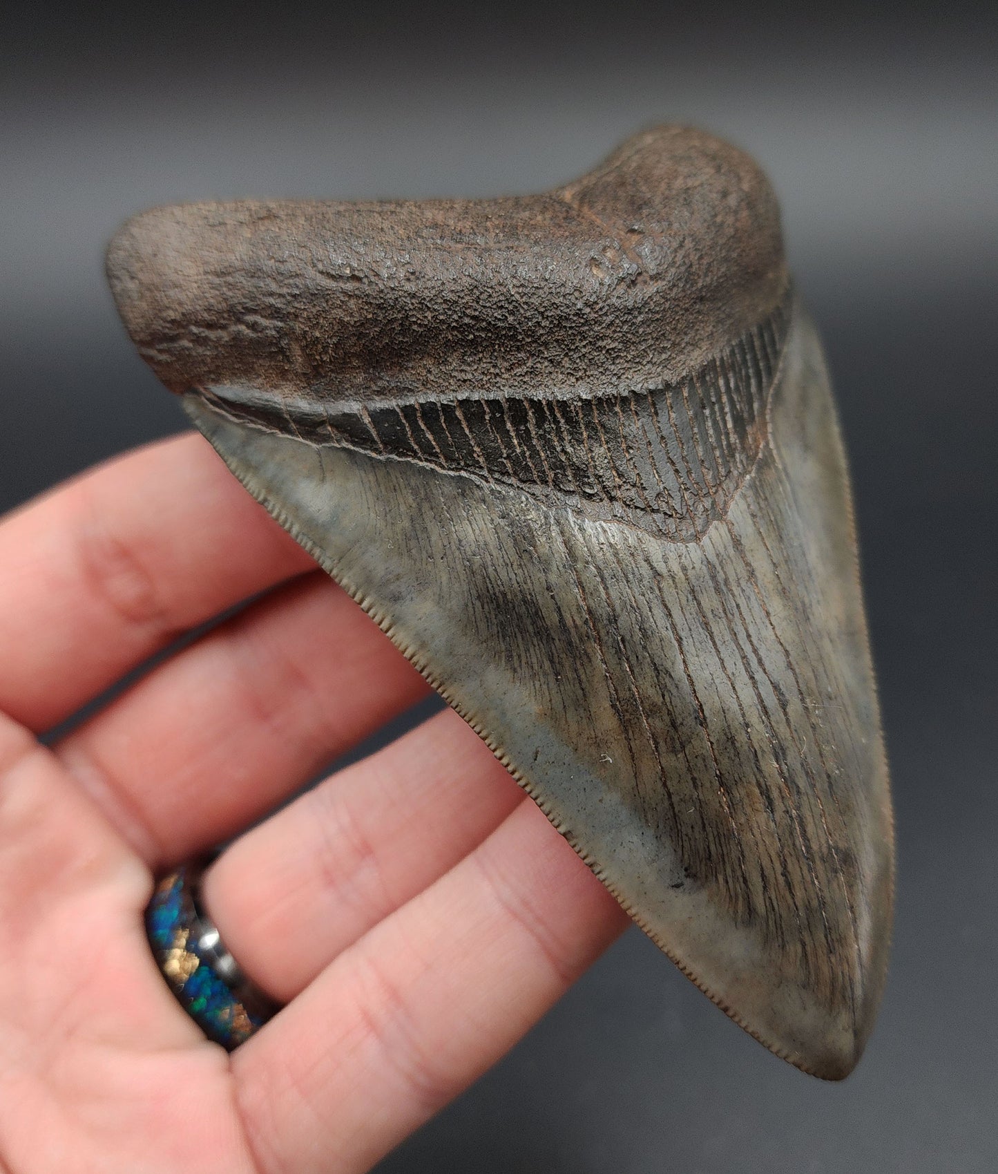 Side profile of 4.23‑inch collector-quality Megalodon tooth from Georgia
