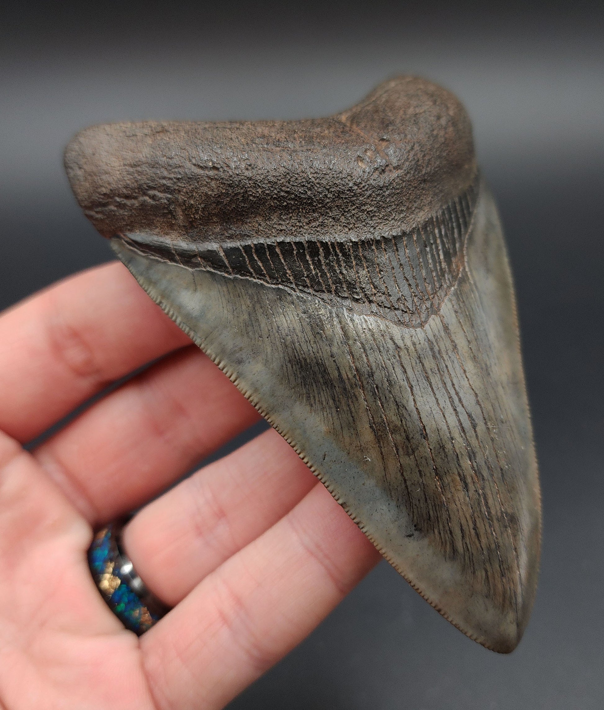 Side profile of 4.23‑inch collector-quality Megalodon tooth from Georgia