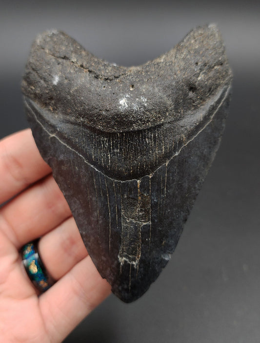 Authentic 4.23-inch Megalodon tooth fossil from Venice, Florida – front view