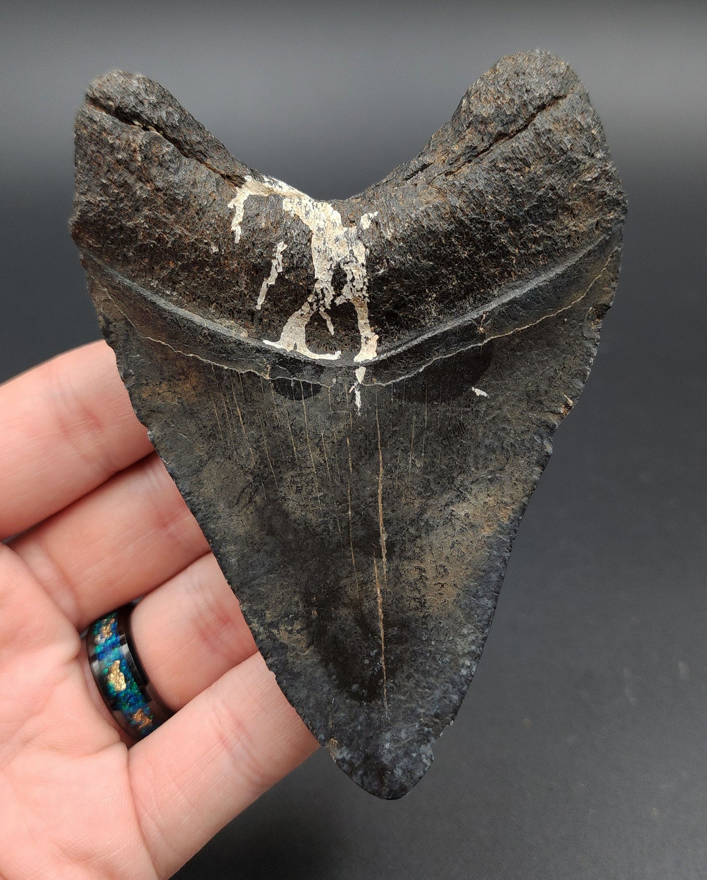 Close-up of serrated edge on 4.23-inch Megalodon tooth fossil from Venice, Florida
