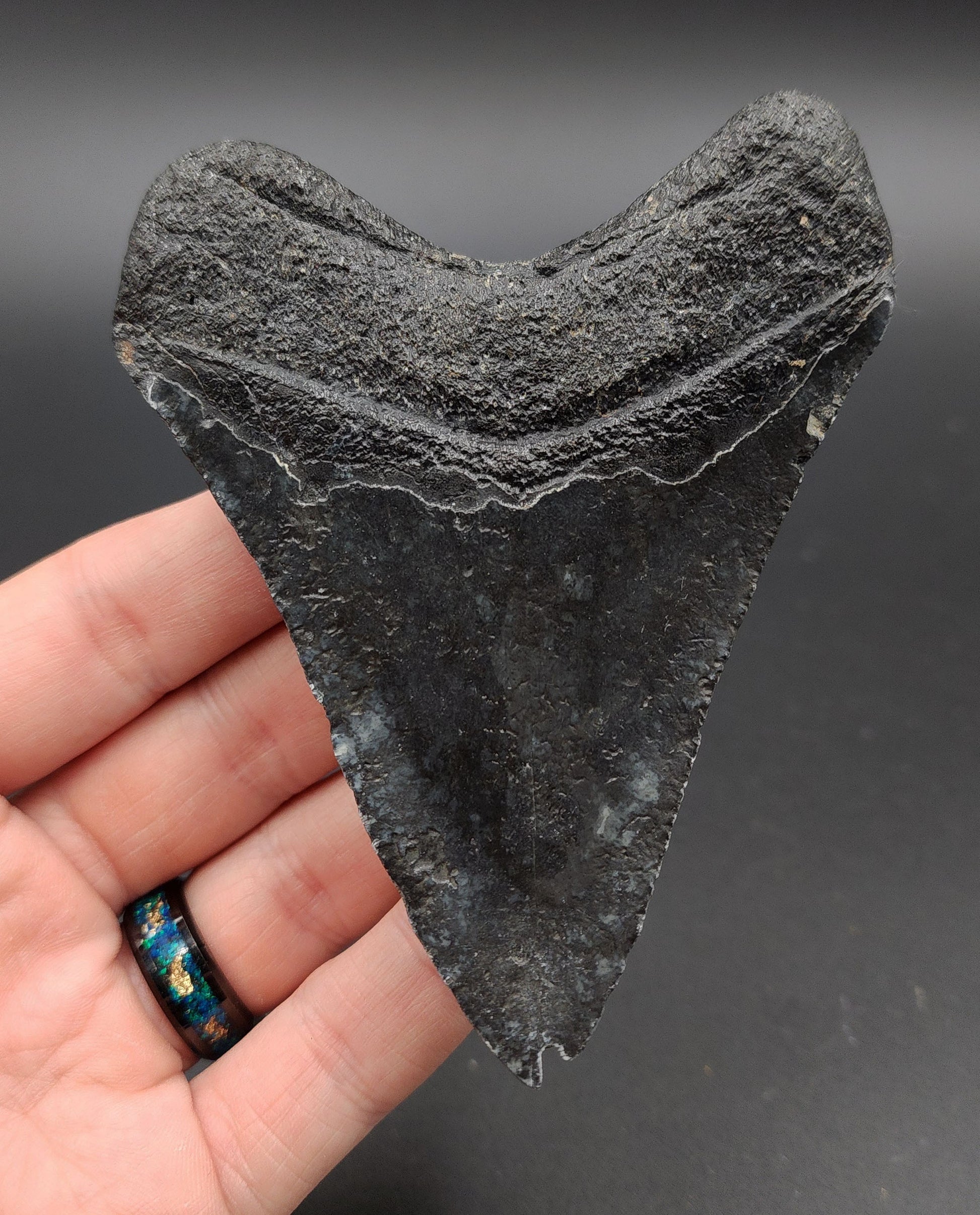 Back view of 4.24-inch Megalodon tooth fossil from Venice, Florida