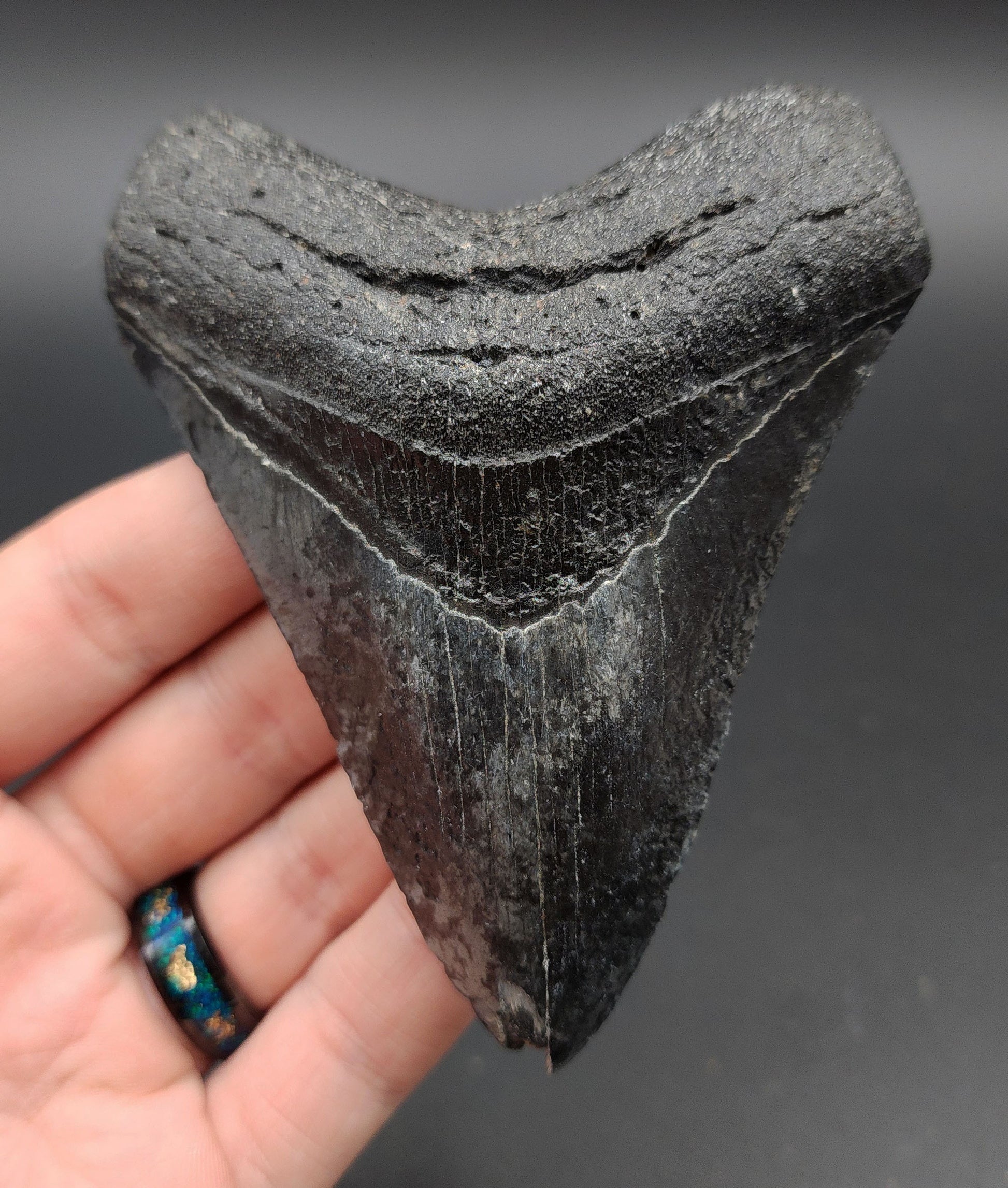 Authentic 4.24-inch Megalodon tooth fossil from Venice, Florida – full front view